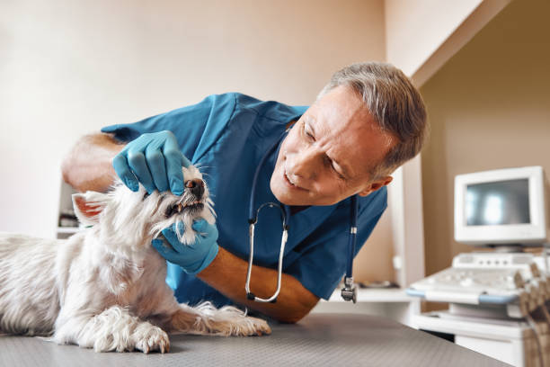 Best Emergency Root Canal Treatment in White Cloud, MI